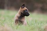 MALINOIS 856